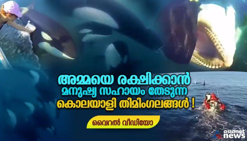 video of baby killer whales seek human help to save their entangled mother went Viral bkg 