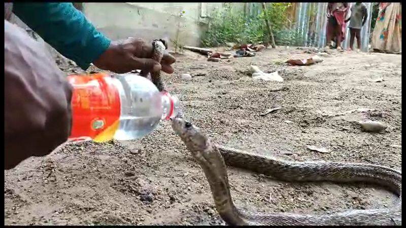 young man helped a snake for drunk a water in cuddalore district