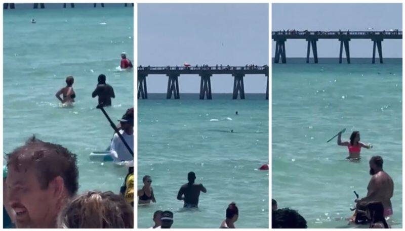 video of killer sharks rushing towards those who were bathing on the beach went viral bkg