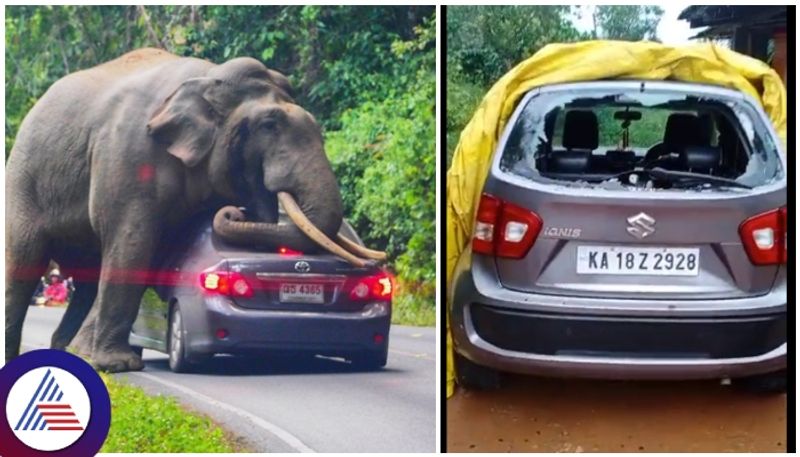 Chikkamagaluru elephant damaged car parked in front of mudigere house sat