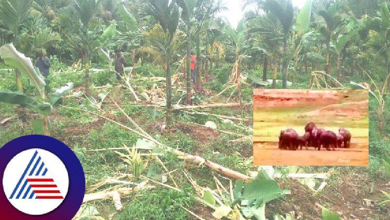 Wild Elephant Attack destroyed  of Horticulture Crops in NR pura at chikkamagaluru rav