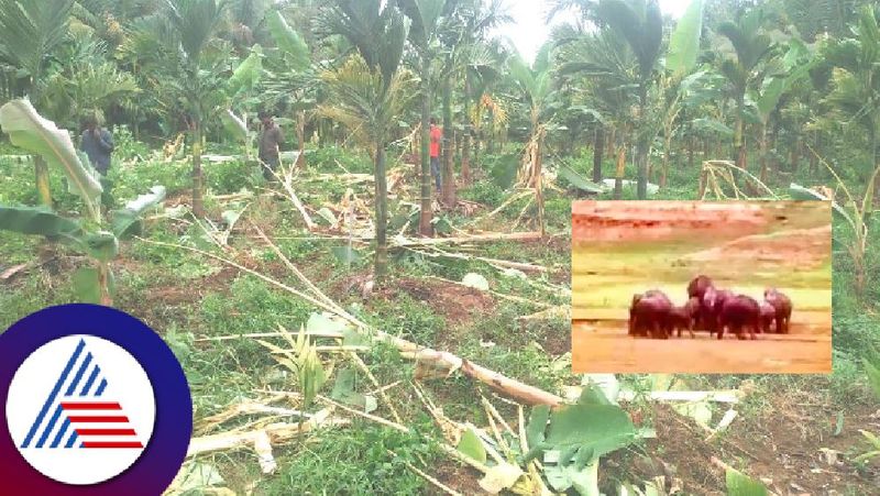 Wild Elephant Attack destroyed  of Horticulture Crops in NR pura at chikkamagaluru rav