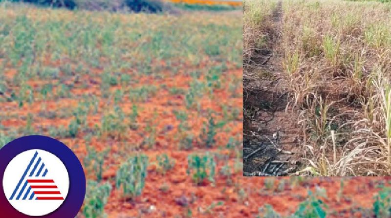 A flower and vegetable crop drying up without rain: A farmer looking at the sky snr