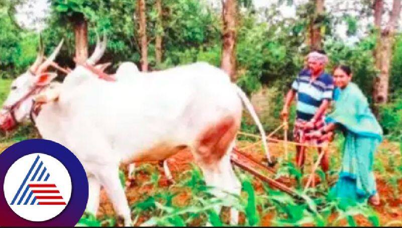 Kadahalli Vijayalakshmi Shankarappa Farmer woman also politician too at haveri rav