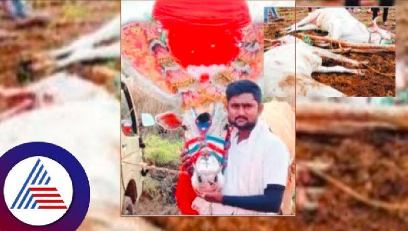 Electric shock: Farmer dies after trying to rescue ox at shiggavi rav