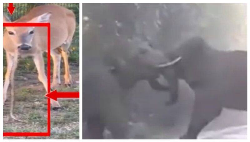 Deer eats snake video goes viral nbn