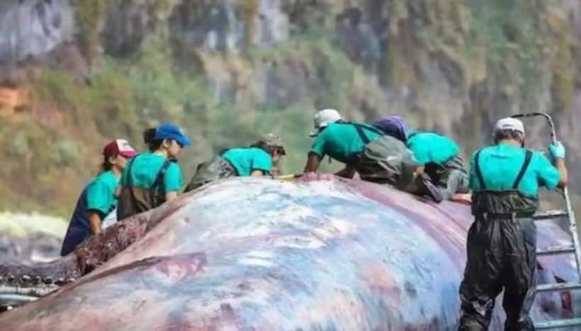 What is Ambergris or 'Floating Gold'? Treasure worth Rs 4 crore found in dead whale; Read