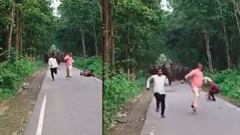 Uttar Pradesh Elephant herd chased away three people who were taking selfies with them in mid of the road IFS officer Video goes viral akb