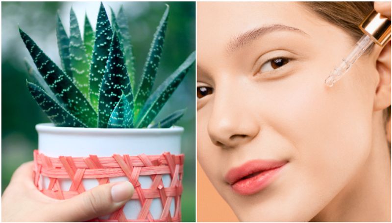 Unlocking the Power of Aloe Vera: 7 Versatile Ways to Use It for Skin, Hair, and Health MSW EAI