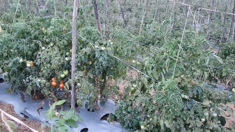 farmers protecting a farm land for tomatoes in hosur