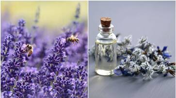 6 reasons you should get lavender plants for your home and garden iwh