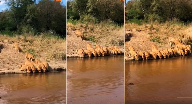 20 lions drinking water together A rare sight captured in MalaMala Game Reserve in South Africa video goes viral akb