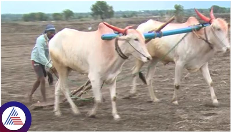 Vijayapura young farmer has sown 21 acres of land in just 12 hours sat