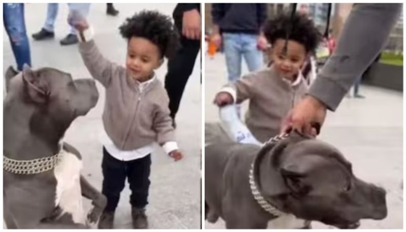 toddler miraculously escape from the attack of high ferocious pit bull after hitting with a water bottle afe 