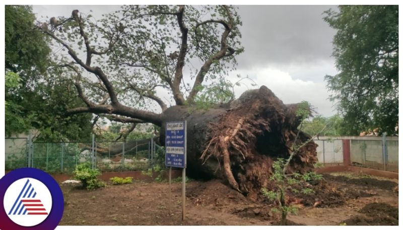 savanur biggest baobab tree fell down which located in haveri Karnataka news gow