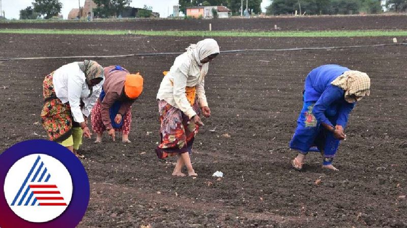 Karnataka monsoon dharwad farmers in confusion due to untimely rains rav