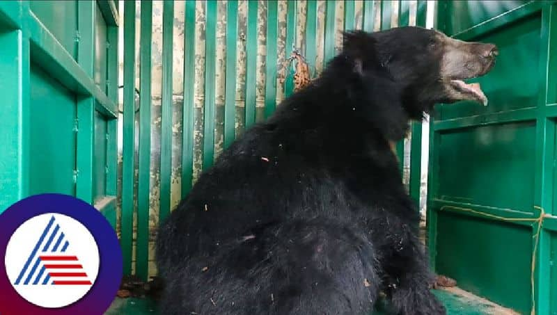 Bears are wandering in Hosdurga, people are anxity at chitradurga rav