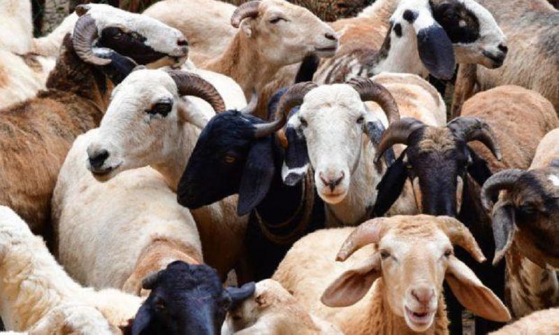 Baa d idea: Herd of sheep accidentally consume 100 kg of cannabis during Greek storm AVV