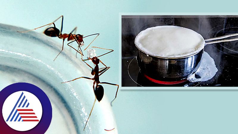 simple easy kitchen hacks to control pest and make works easy roo