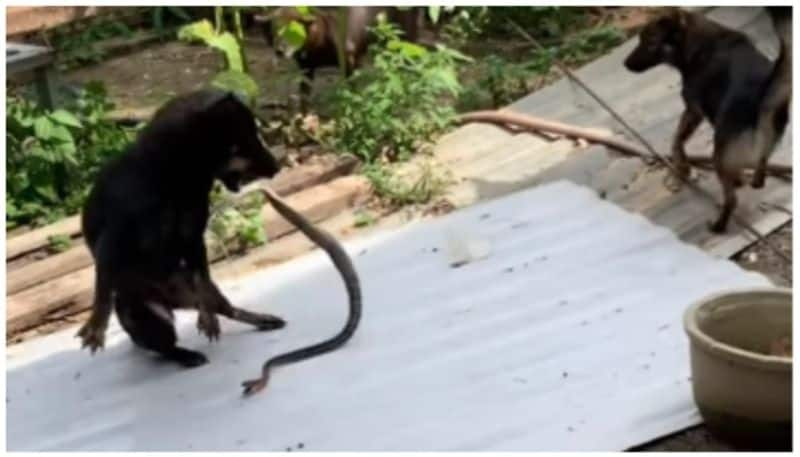 video of Dogs fight to save puppies from snakes went viral bkg