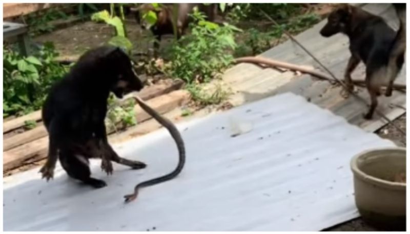 video of Dogs fight to save puppies from snakes went viral bkg