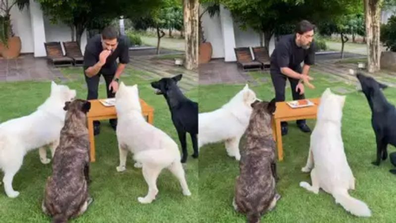 MS Dhoni celebrates birthday with his pet dogs in Ranchi home, shares Video in Instagram CRA