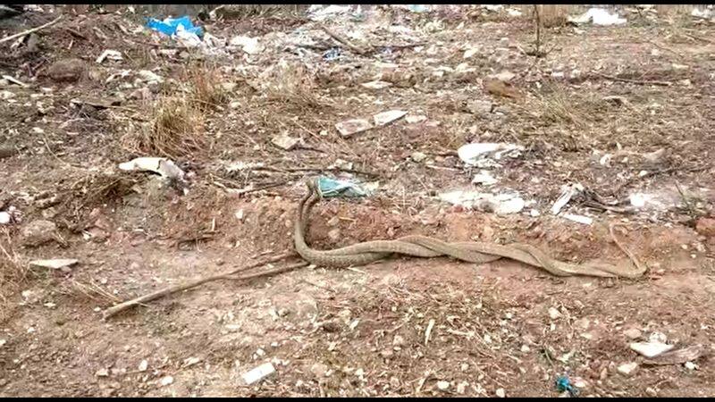 2 snakes make a dance in coimbatore video goes viral