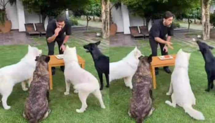 MS Dhoni celebrates 42nd birthday with his pet dogs video goes viral ckm