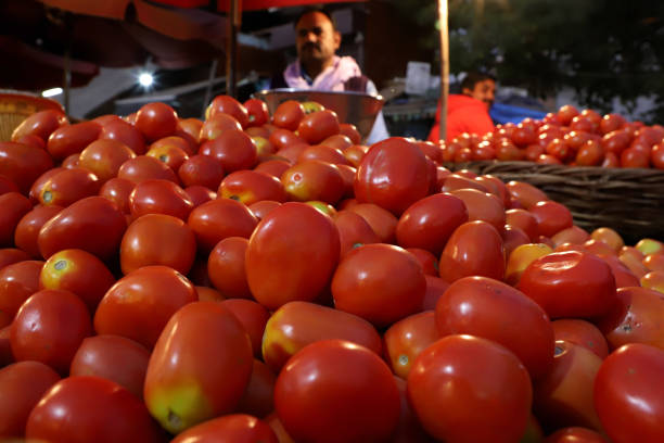 Tomato prices surge amidst monsoon arrival in Karnataka: What's behind the sudden spike? vkp