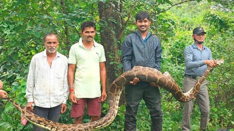 13 feet long python that swallowed a dog at  NR pura chikkamagaluru rav