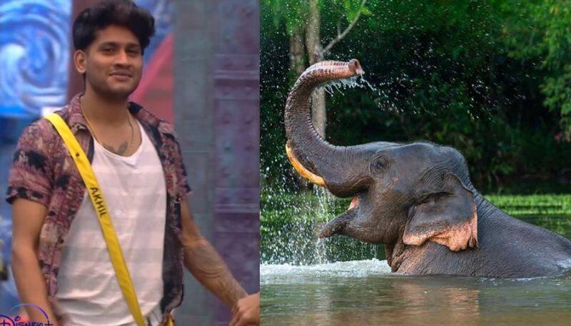 bigg boss winner akhil marar talk about his elephant fear nrn