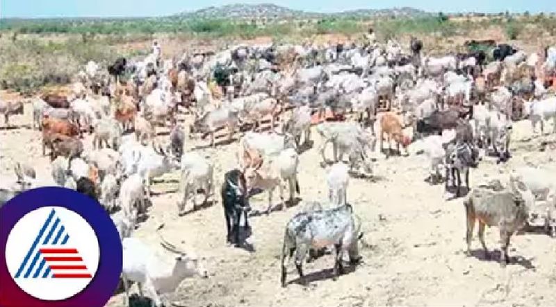 Gudekote village got 3 tractors of fodder for Gods bulls at bellary rav