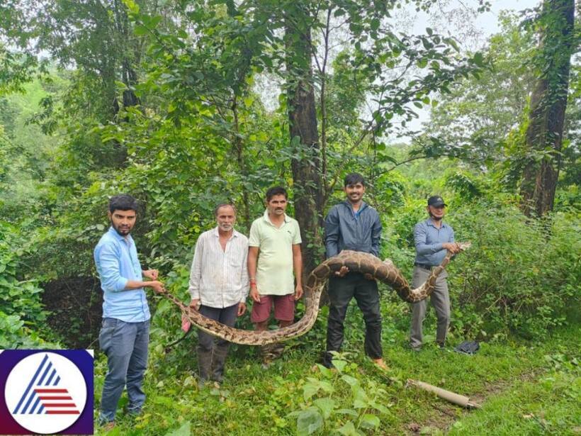 Karnataka:15ft python has a dog for meal, stranded thereafter