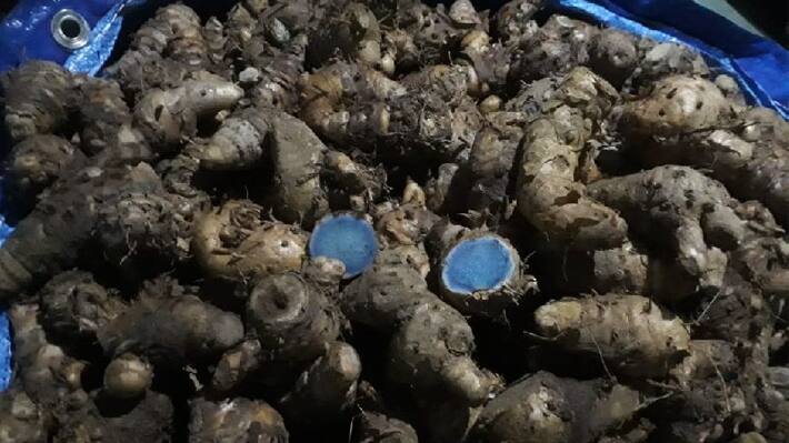 benefits-of-black-turmeric