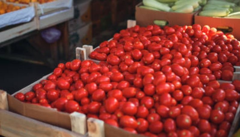 Tomato bumper crop Price fall farmers panic at chikkaballapur gvd