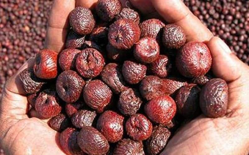 WHO Report on Areca Nut Carcinogenicity Raises Concerns Among Farmers rsl 