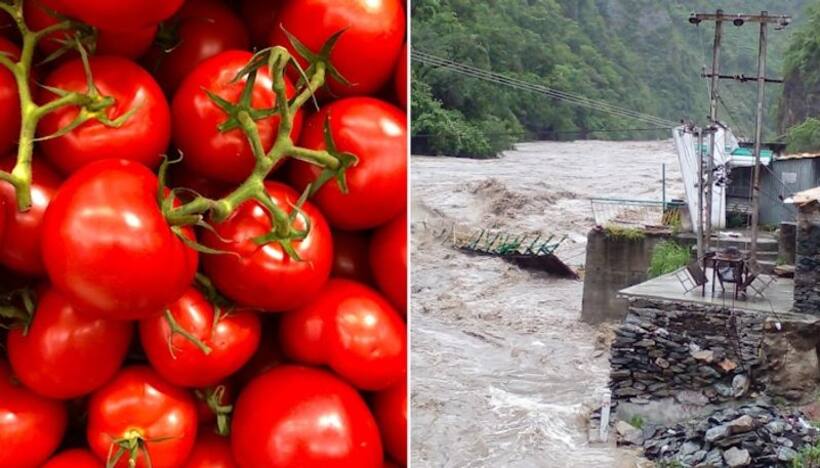 Himachal Pradesh deluge threatens to further spike tomato prices in North India