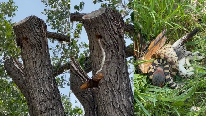 Mother fight with the snake to protect chicks little bird sacrificing its life emotional video it was captured in Dinosaur Provincial Park in Alberta akb