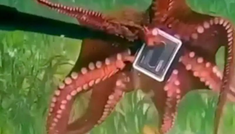 Viral Video: Octopus steals GoPro camera from Australian diver in playful encounter (WATCH) snt