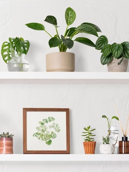 5 easy to care and must-haves indoor plants