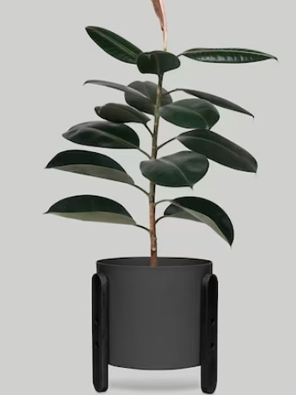 Rubber Plant (Ficus elastica)