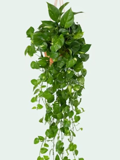 English Ivy (Hedera helix)