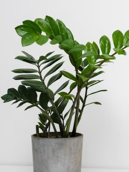ZZ Plant (Zamioculcas zamiifolia)