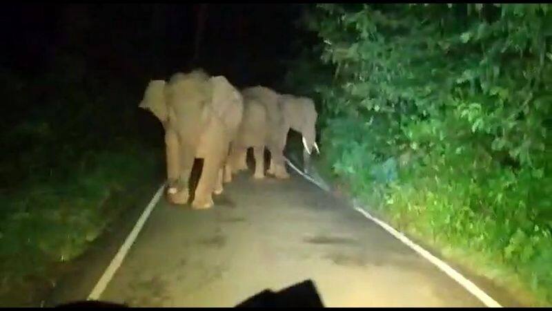 forest elephant chase public vehicle in nilgiris district