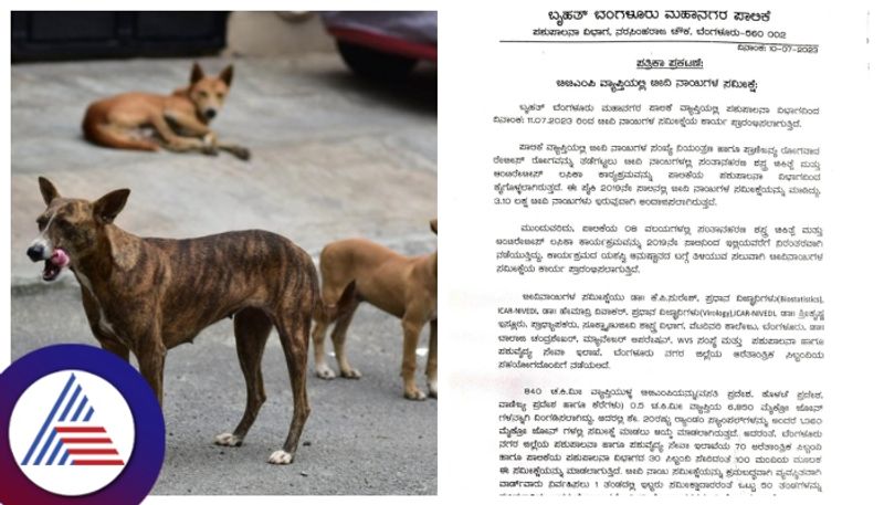 BBMP stray dogs Survey  under  Anti rabies kannada news gow 