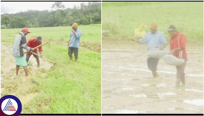 Decreased rains in Kodagu district Accelerated agricultural activity sat