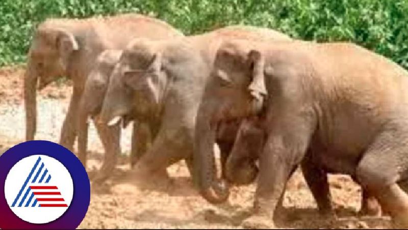 wild elephants attaced in Kalaghatagi forest share villages at dharwad rav