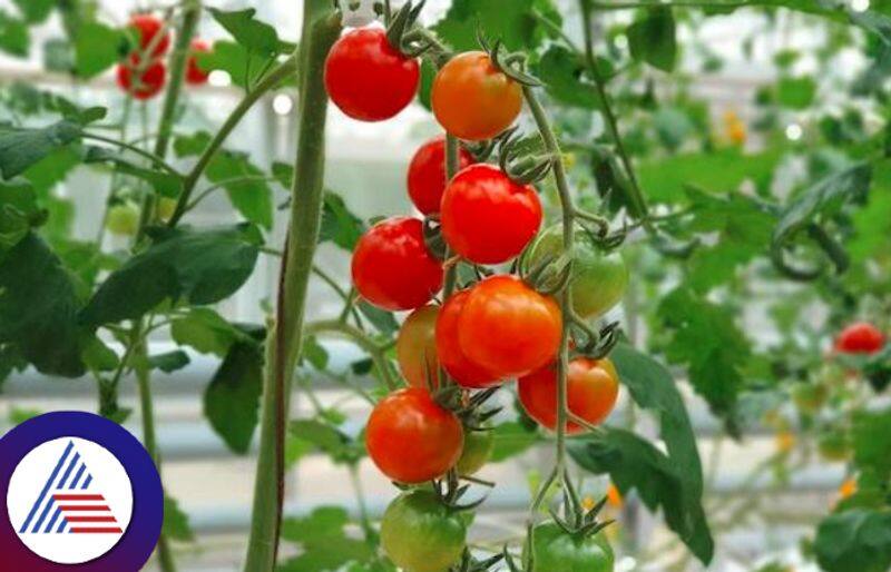 Easy Tips To Grow Tomato Plant in Home Garden Vin