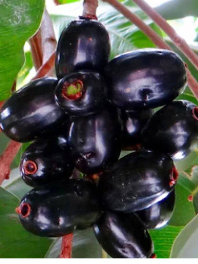 benefits of eating jamun during pregnancy in tamil