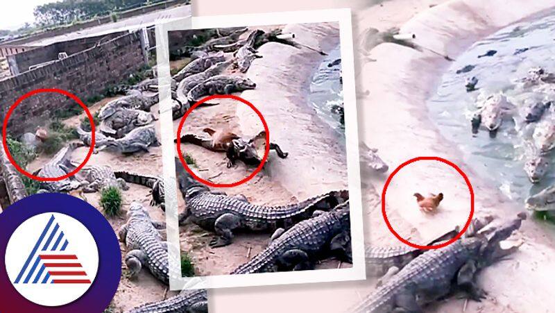 Video Chicken Saved His Life From Herd Of Crocodiles roo